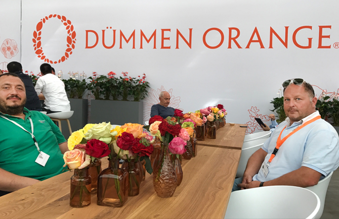 dummen orange, floraviva, flower trials