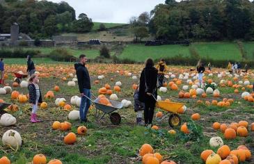 240222_PYO-pumpkin-2H4K7CP_C_Richard-Bradley_Alamy-Stock-Photo.jpg