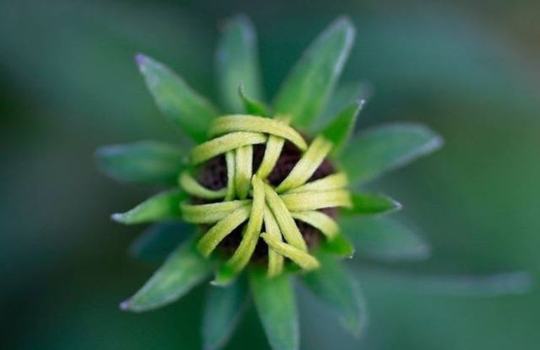 RUDBECKIA