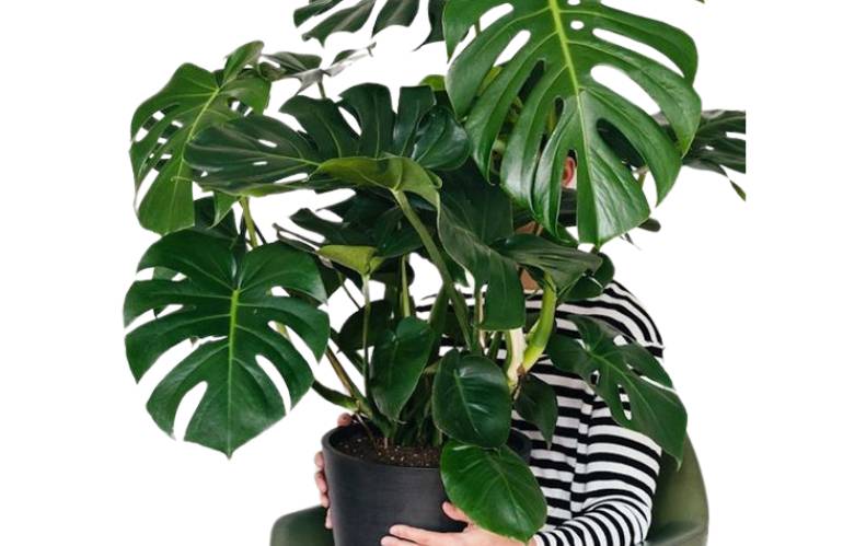 10 Monstera Deliciosa