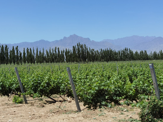 142976_chateau-mihope-vineyard-helan-mountain-in-the-background-credit-sw.jpg