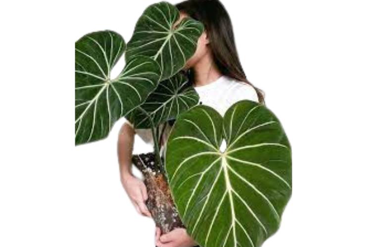 1 Philodendron cuoriforme