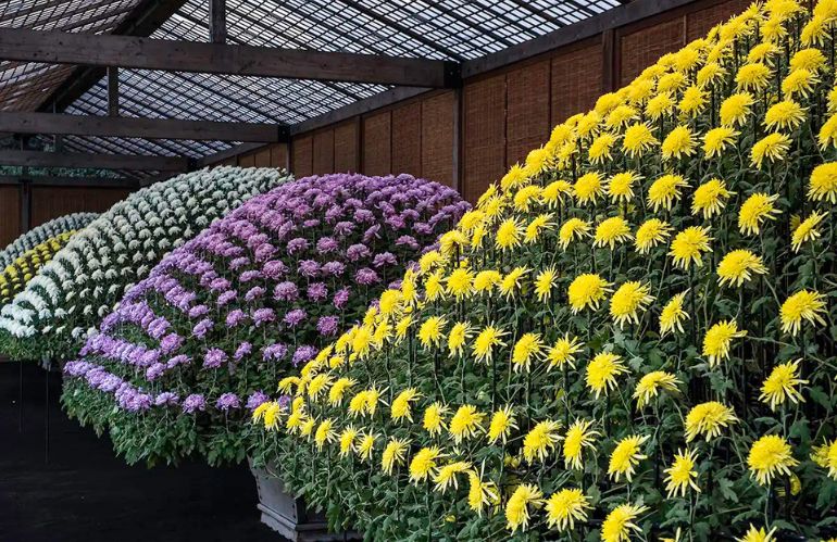 piramide di crisantemi