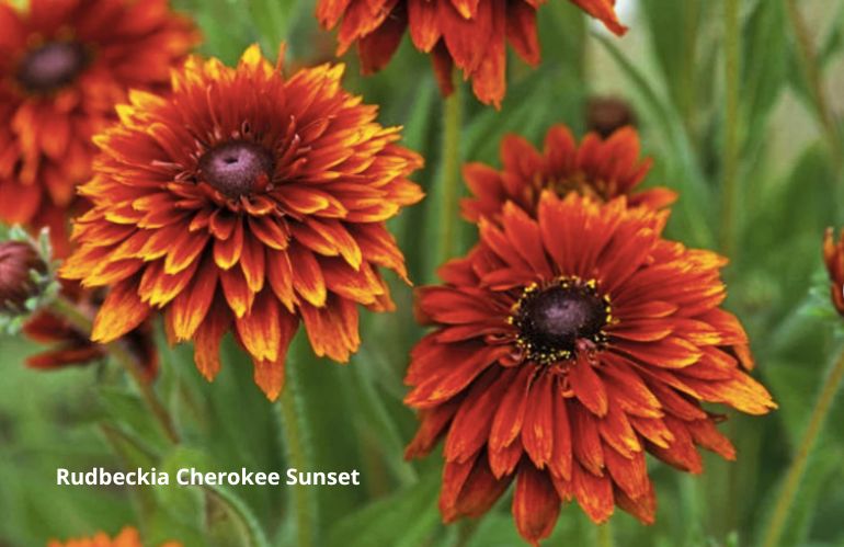 2rudbeckie