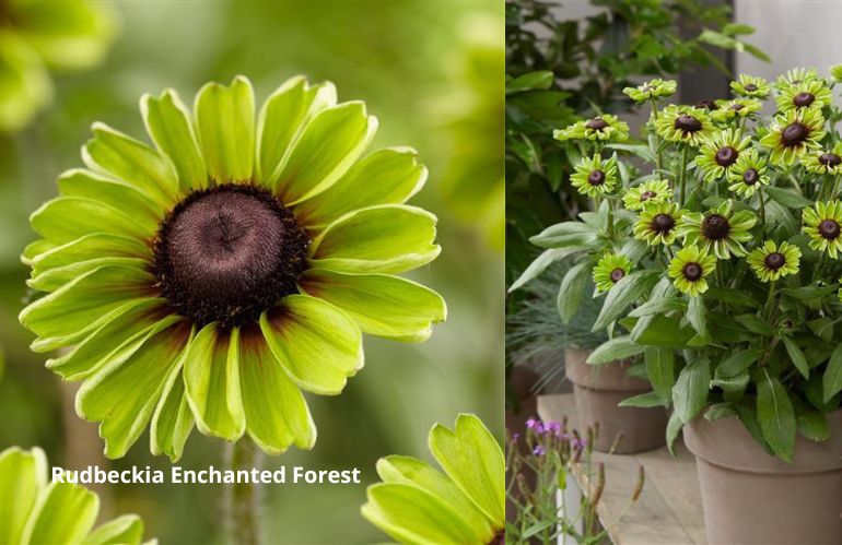 3rudbeckie