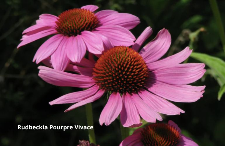 4rudbeckie
