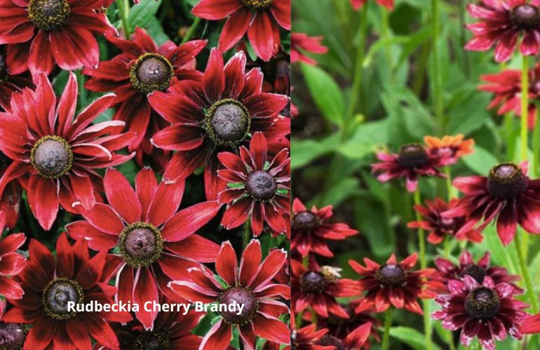5rudbeckie