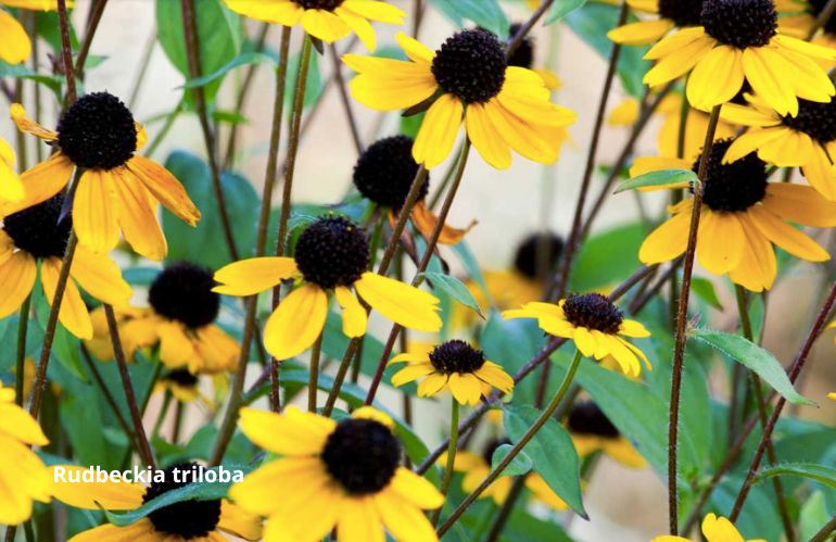 6rudbeckie