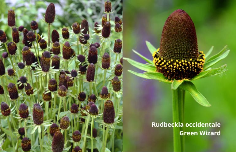 7rudbeckie