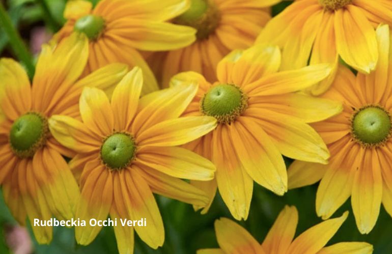 8rudbeckie