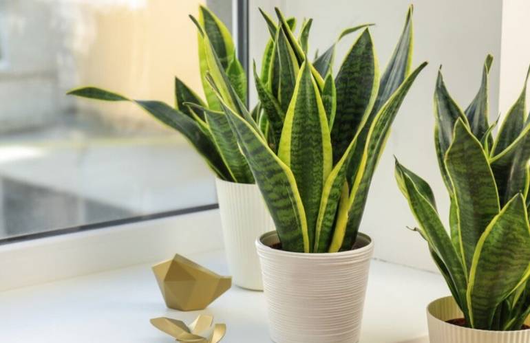 9 Sansevieria Lingua di suocera