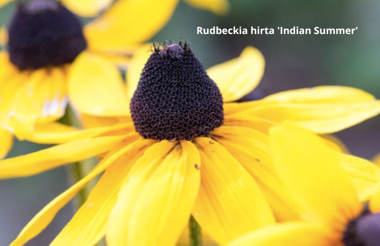 9rudbeckie