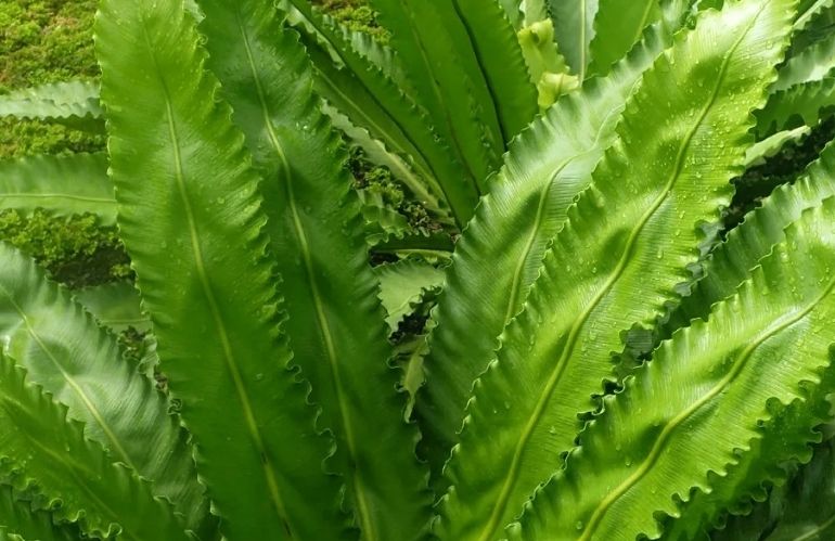 Asplenium antiquum Yuaspgio Gioia