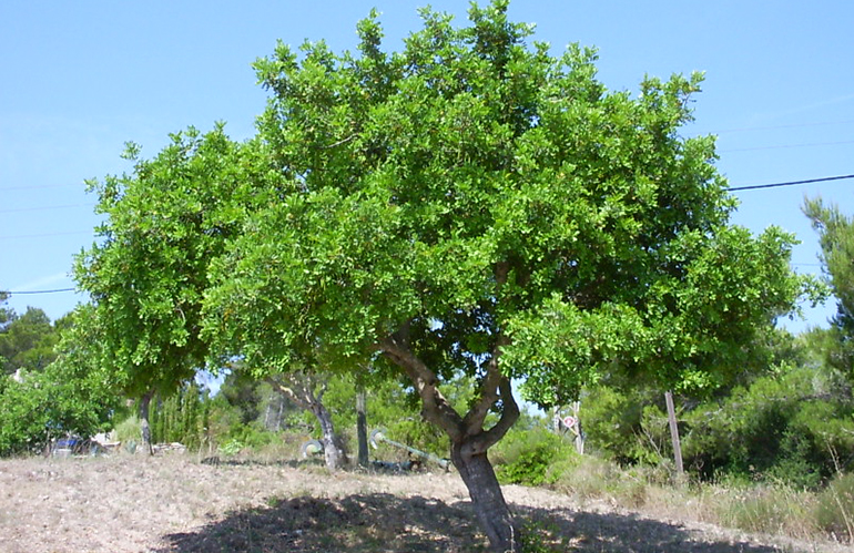 Un albero per… la Sicilia sud-orientale (e i Paesi del Mediterraneo)