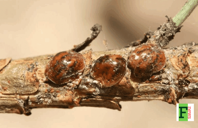 TOUMEYELLA PARVICORNIS: NUOVO FOCOLAIO E STRATEGIA A DUE LIVELLI IN TOSCANA