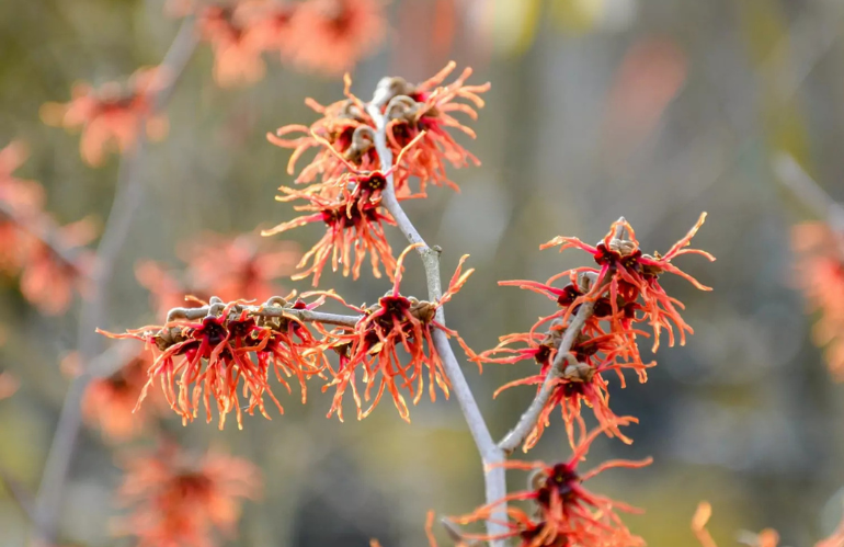 Hamamelis in fiore d’inverno: fiori arricciati e profumati, varietà rossa