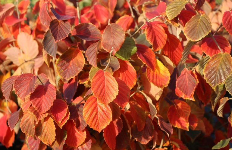 Coltivare Hamamelis: messa a dimora, pacciamatura e gestione dell’irrigazione in inverno