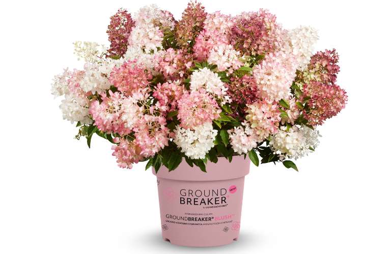 Hydrangea paniculata Groundbreaker Blush