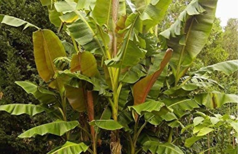 Musa sikkimensis Ever Red