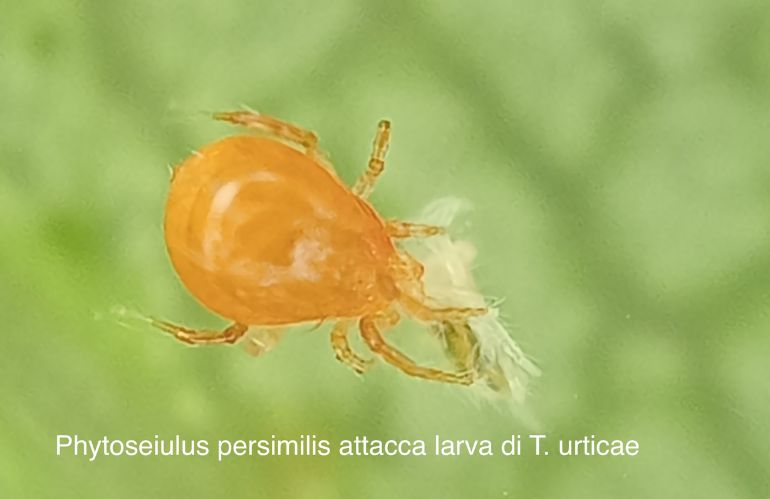 Phytoseiulus persimiliss attacca alrva di T