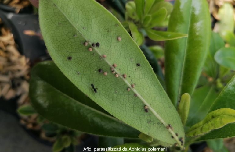 Biocontrollo in vivaio: esperienze di lotta integrata nel vivaismo pistoiese