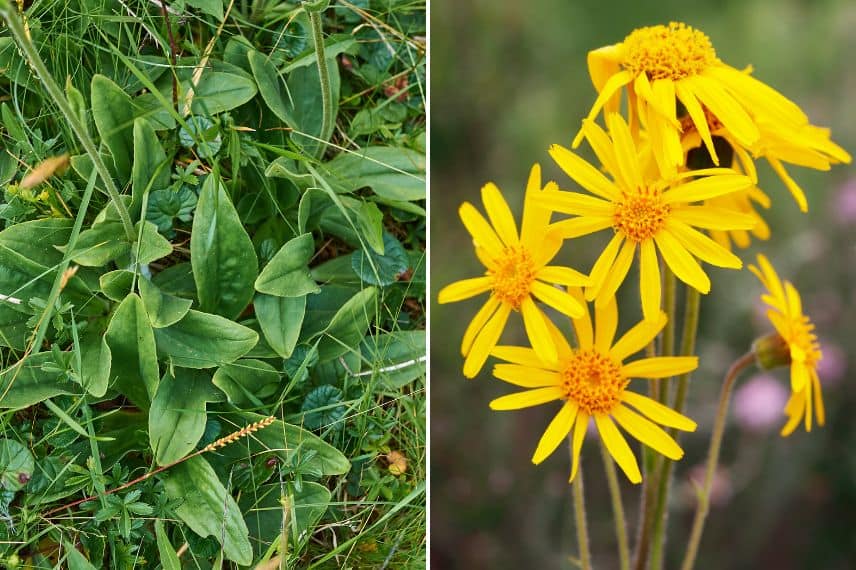 arnica-des-montagnes.jpg