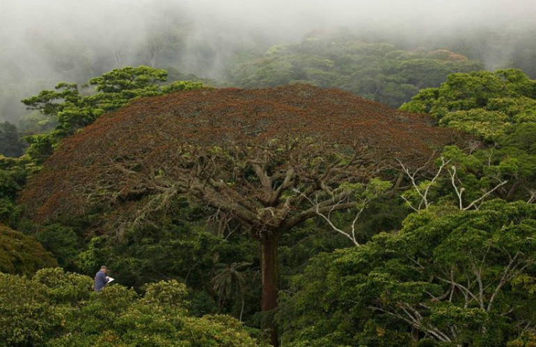 Il Radeau des Cimes e la difesa delle foreste primarie 3