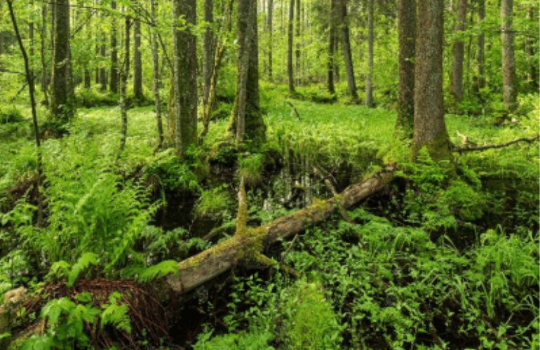 Un progetto per il futuro la riforestazione primaria in Europa 2