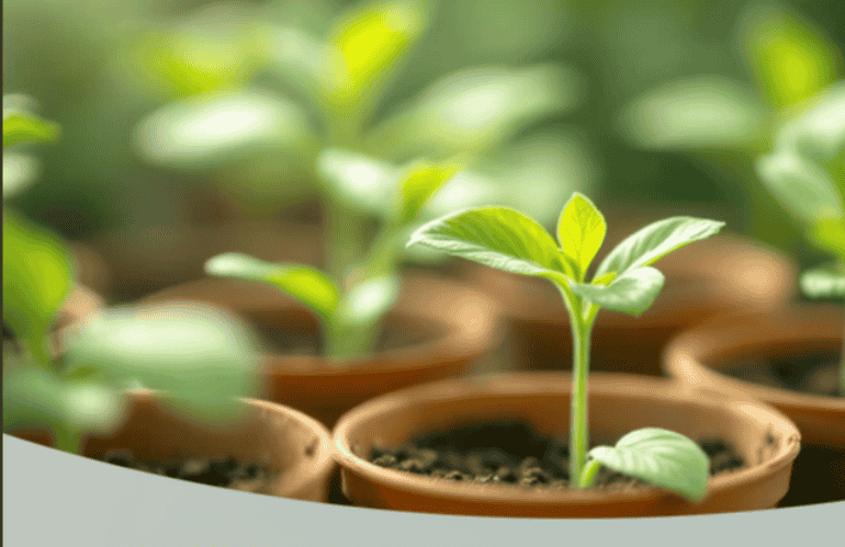 BBPLUG: L’ALVEOLO-VASO BIODEGRADABILE CHE NUTRE LE PIANTE