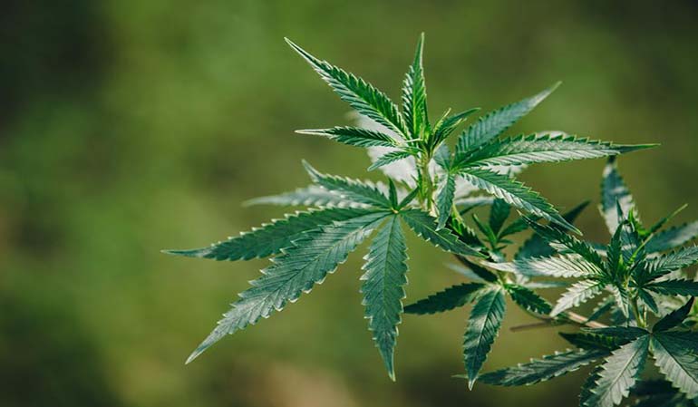 La guida completa alla cannabis industriale: benefici per la salute e l'ambiente