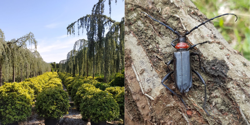 aroma bungi, carambice da collo rosso