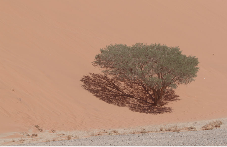 deadvlei5.png