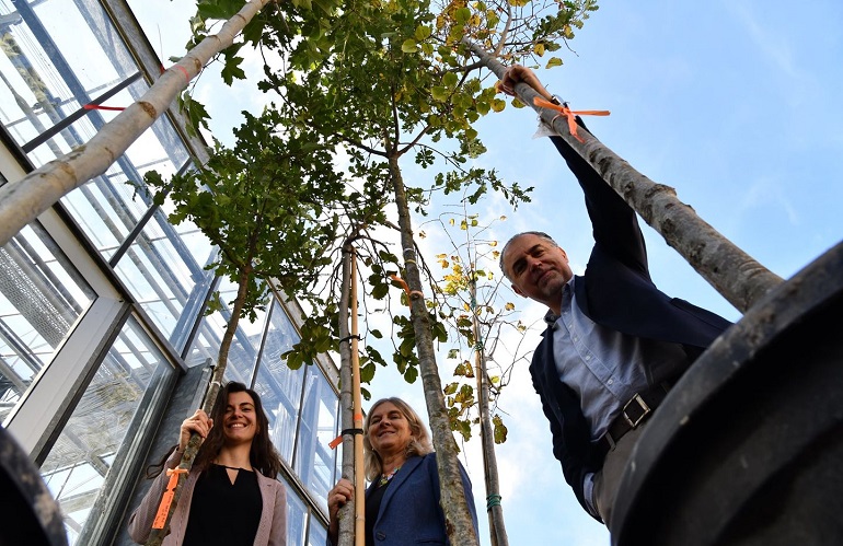 Sette alberi al Campus di Sesto da AVI