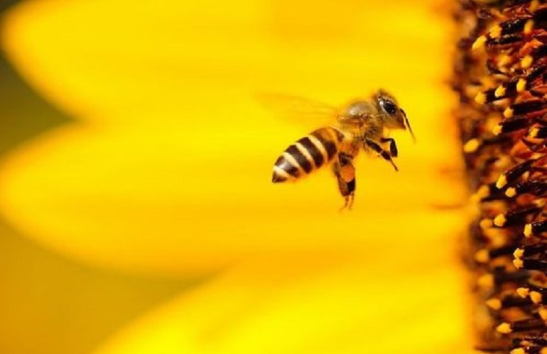 Bando sostegno apicoltura