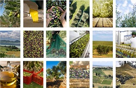 produzione d'olio - giornata dell'olivo