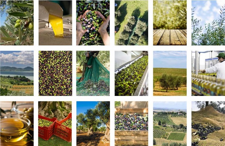 produzione d'olio - Giornata dell'olivo