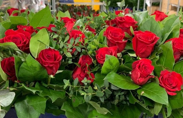 fiori e fronde a San Valentino - dati della filiera pesciatina