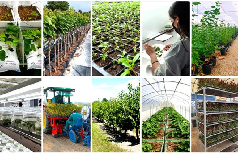 sviluppo di varietà vegetali in frutticoltura - pirateria varietale in frutticoltura 