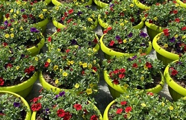 contributo Conai sui vasi di plastica per fiori/piante