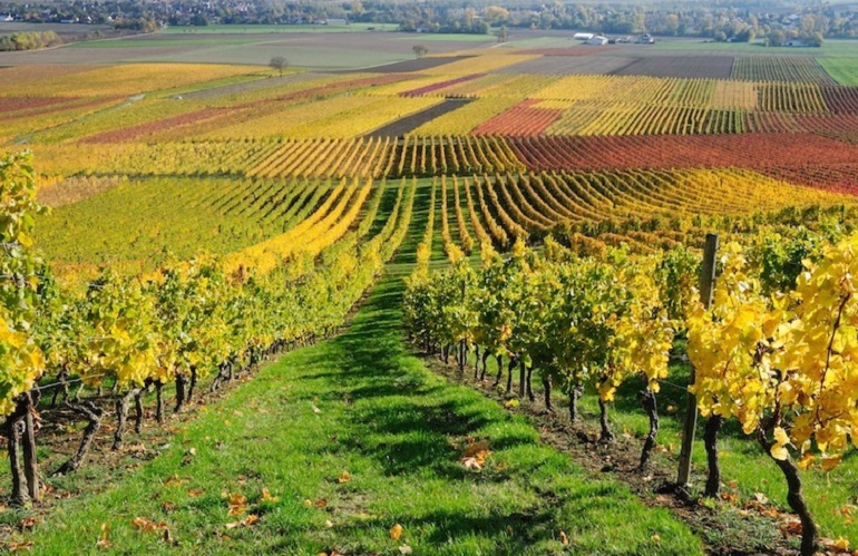 CREA: viticoltura sostenibile -50% di fitofarmaci