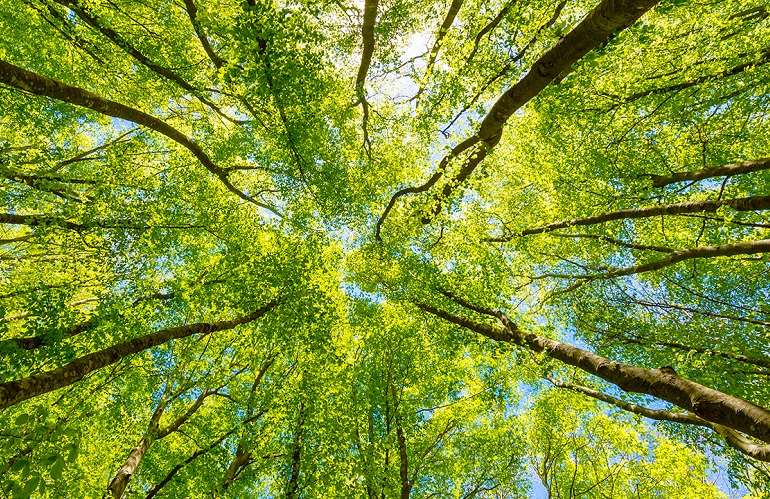 specie autoctone di interesse forestale - forestazione