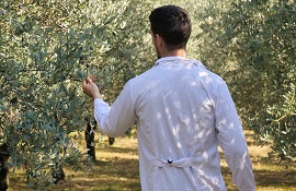 Controlli su olivi per Xylella