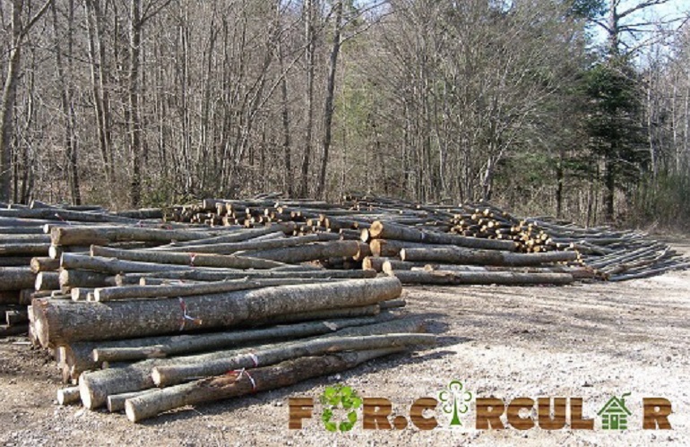 for.circular bioeconomia circolare nel settore forestale - filiera foresta-legno
