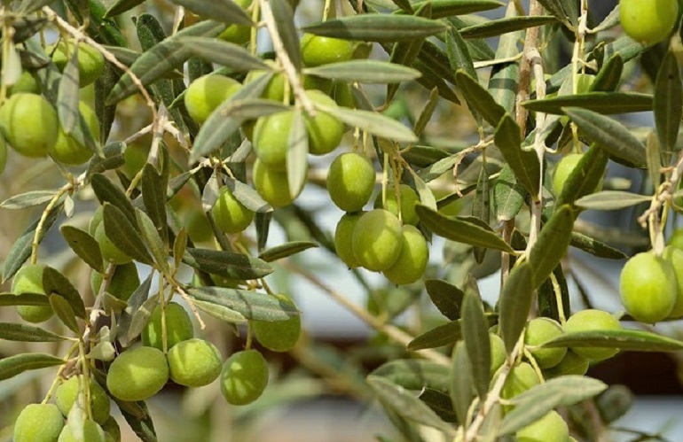 produzione d'olio - oliveti tradizionali e oliveti intensivi
