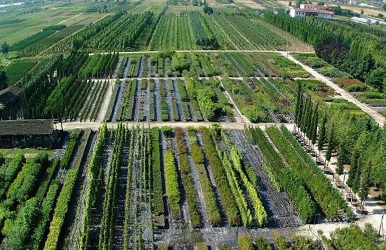 vivaismo in Toscana: tariffa fitosanitaria e comunicazione Ruop