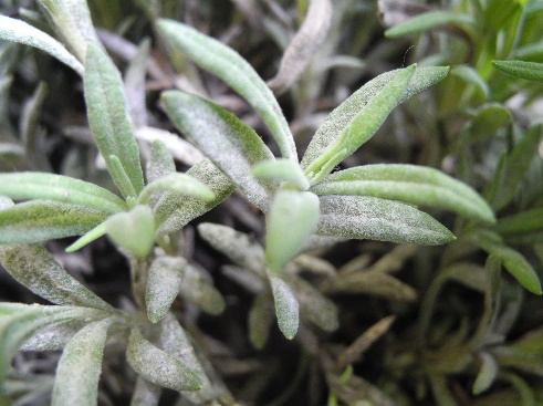 lavandula stoechas mal bianco