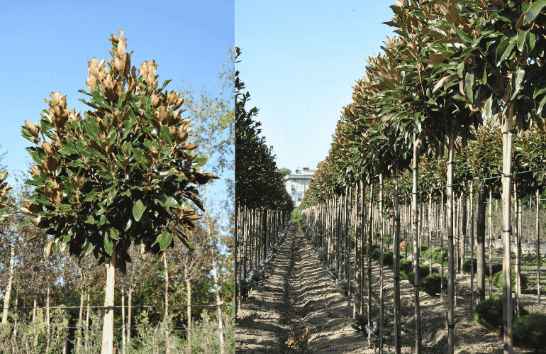 IL VIVAISTA VIGNOLI: «ALBERI IN FORMA PREDETERMINATA» PER RIDURRE  LE POTATURE 