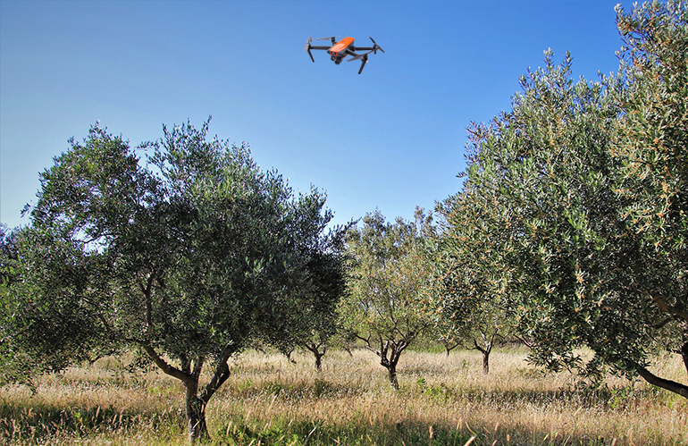 olivi e drone