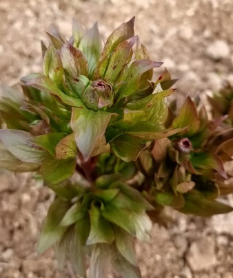 peonia maculata