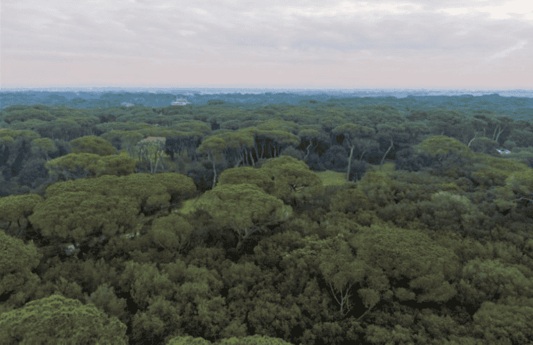 ROMA IN 3 ANNI PERDE 18MILA ALBERI E NE PIANTA 2400
